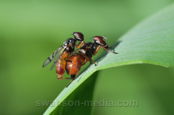 swanson-media.com/photos/identification/flies-7-3-10/6441.JPG