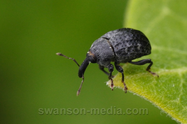 swanson-media.com/photos/identification/insects-2010/3547.JPG