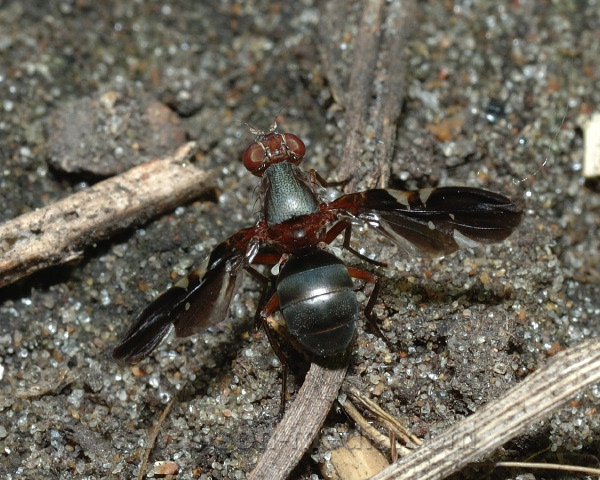 swanson-media.com/photos/identification/misc-flies-7-2010/2617.JPG