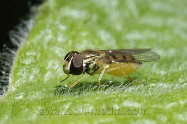 swanson-media.com/photos/identification/misc-flies-7-2010/3531c.JPG