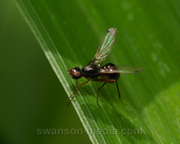 swanson-media.com/photos/identification/misc-flies-7-2010/3537.JPG