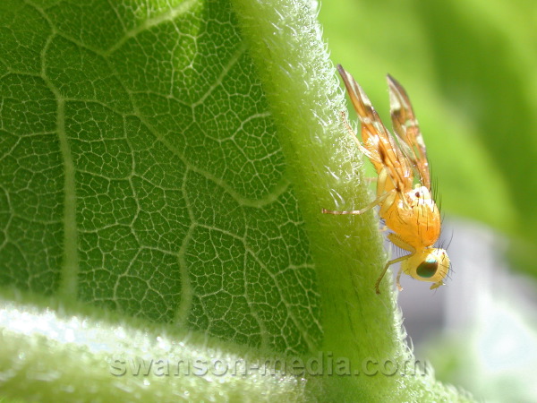 swanson-media.com/photos/identification/misc-flies-7-2010/590-01.JPG