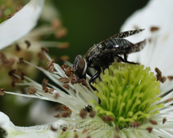 swanson-media.com/photos/identification/misc-flies-7-2010/6383.JPG