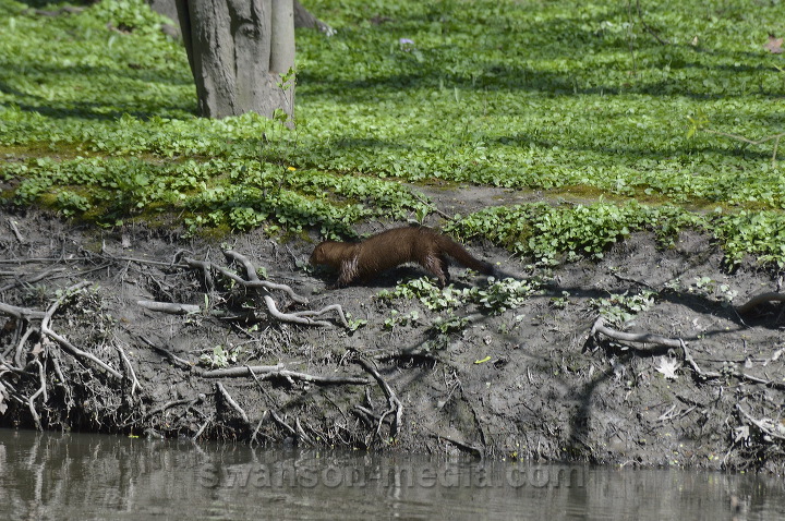Images by Swanson Media: Weasels Kin (Family Mustelidae) 1 of 20